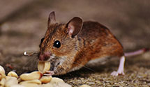 24 Hour & Emergency Exterminators in Clinton, WA